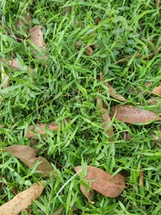 Ottochloa gracillima