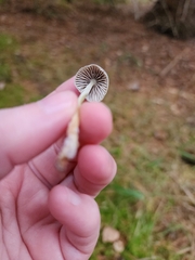 Mycena griseoviridis