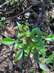 Pandorea jasminoides