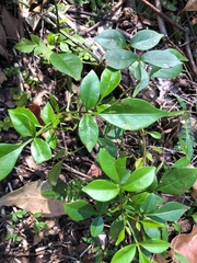 Pandorea jasminoides