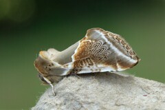 Habrosyne pyritoides