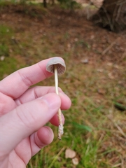 Mycena griseoviridis
