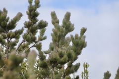 Adenanthos sericeus