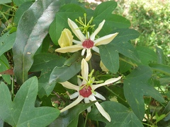Passiflora aurantia