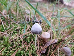 Mycena griseoviridis