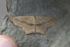 Scopula imitaria