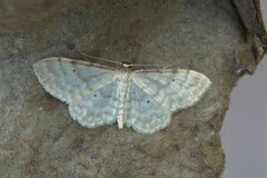 Idaea fuscovenosa