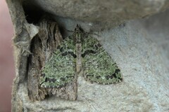 Hydriomena furcata