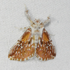 Thagona errans