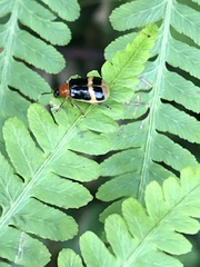 Diabroticina