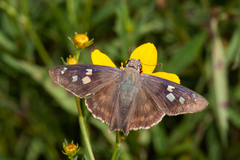 Polygonus leo arizonensis
