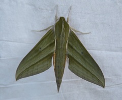 Xylophanes