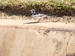 Motacilla aguimp
