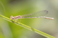Argentagrion ambiguum
