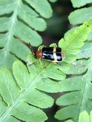Diabroticina