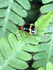 Diabroticina