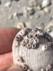 Amphibalanus venustus