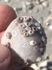 Amphibalanus venustus