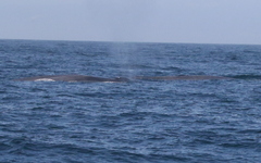 Balaenoptera musculus