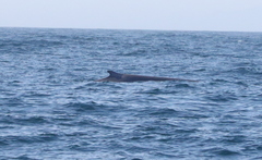 Balaenoptera musculus
