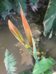 Heliconia psittacorum