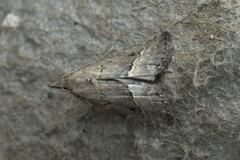 Schrankia taenialis
