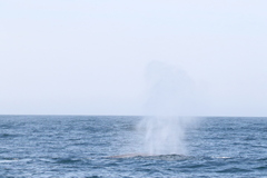 Balaenoptera musculus