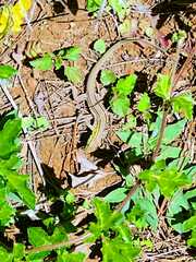Cnemidophorus gaigei