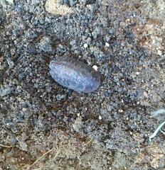 Blaberidae