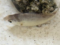 Eucinostomus