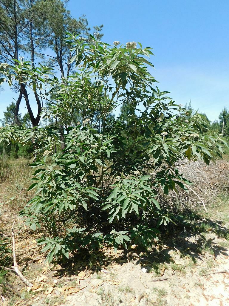 bugweed from Greyton, 7233, South Africa on October 28, 2022 at 11:40 ...