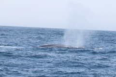 Balaenoptera musculus