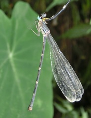 Coeliccia flavicauda