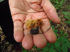 Lactarius subserifluus