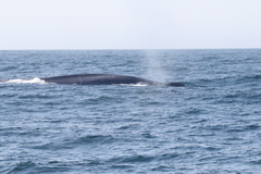 Balaenoptera musculus