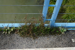 Juncus compressus