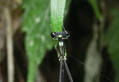 Coeliccia flavicauda