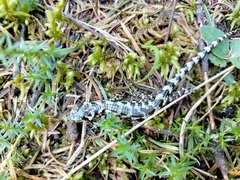 Abronia taeniata