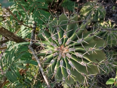 Ferocactus echidne