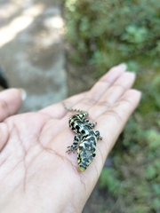 Abronia taeniata