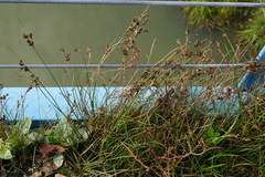 Juncus compressus