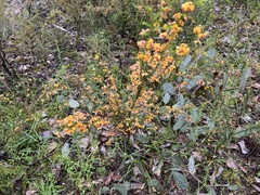 Pultenaea gunnii