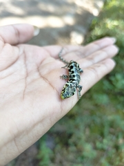 Abronia taeniata