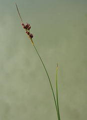 Juncus compressus