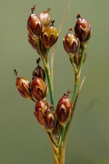 Juncus compressus