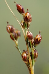 Juncus compressus