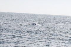 Balaenoptera musculus