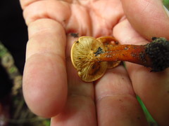 Lactarius subserifluus