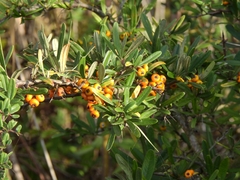 Pyracantha angustifolia