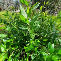 Billardiera heterophylla